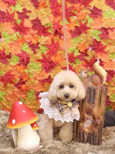 20241108サラちゃん